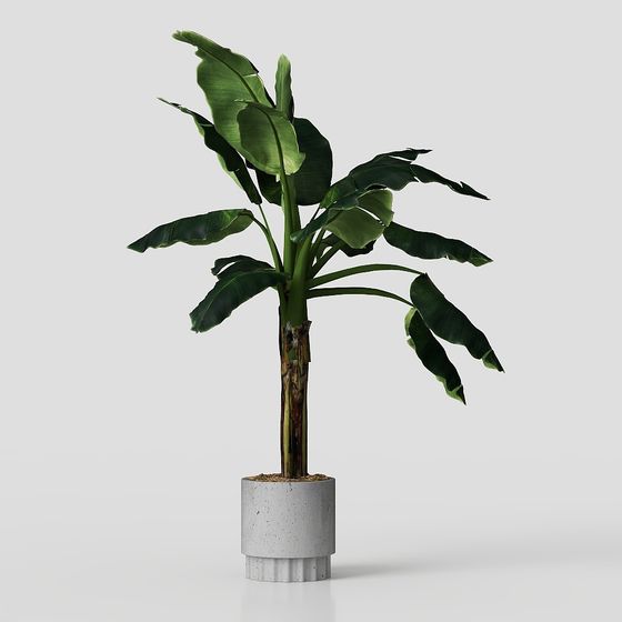 Grande Plante Verte à Feuilles