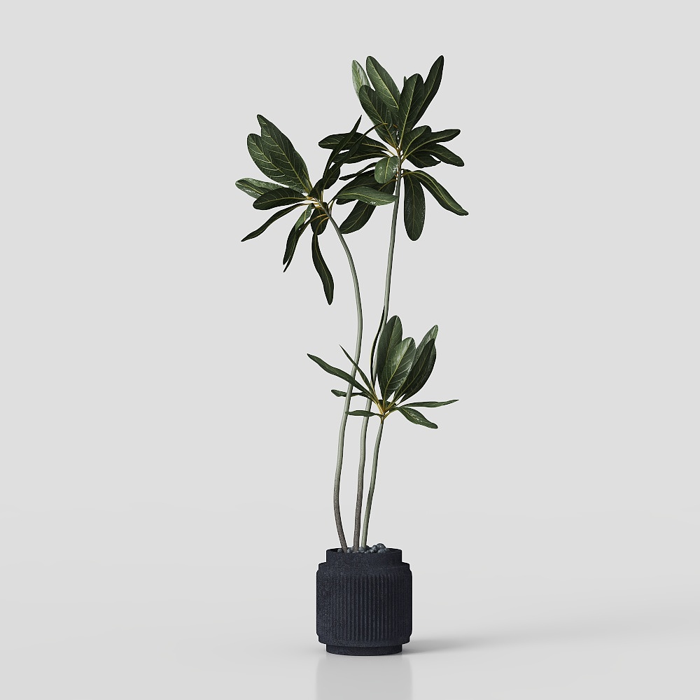 Piante verdi in vaso