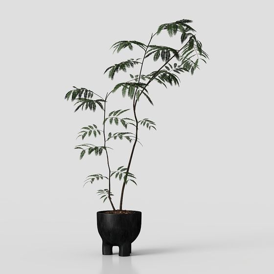 Indoor Green Plant 3D model