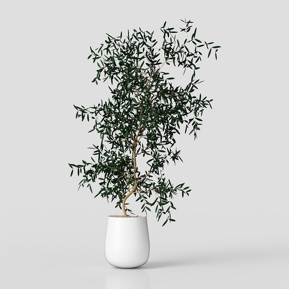 Olive Tree Pot 3D Model – Realistic Low-Poly Indoor Plant