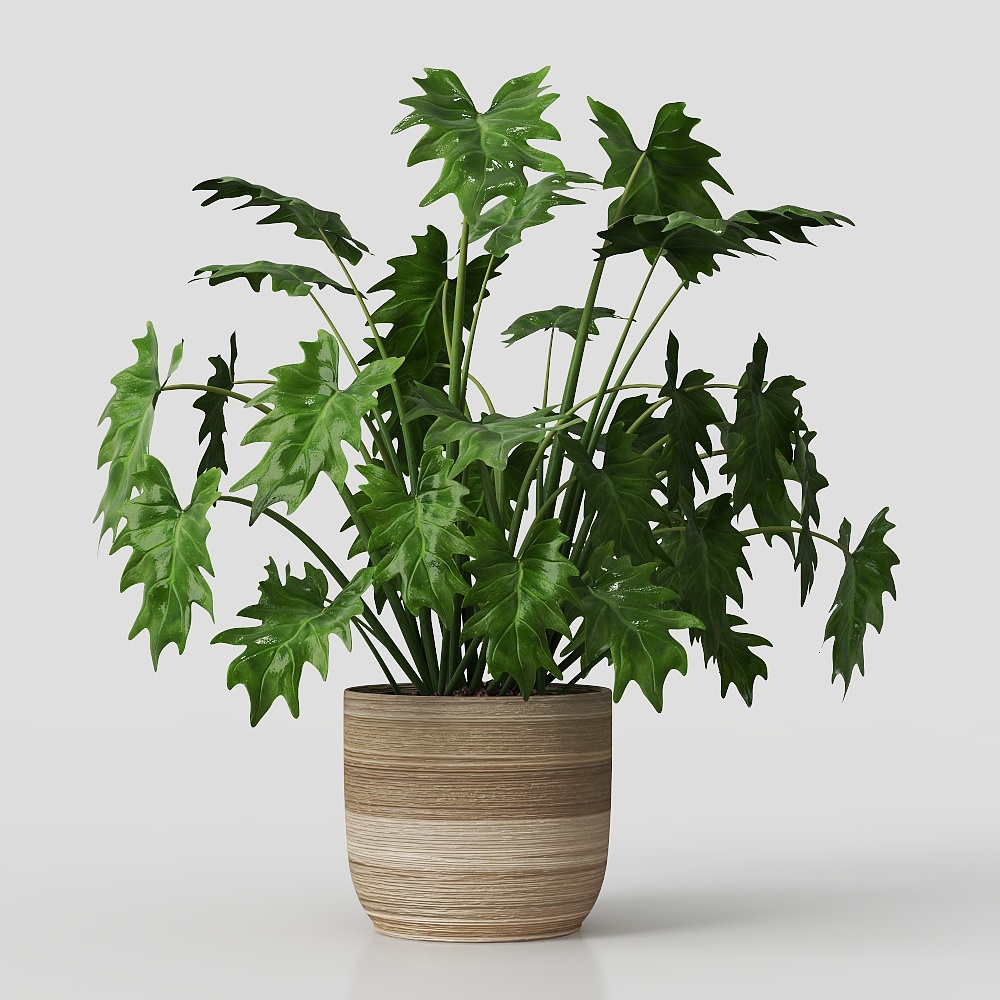Potted Plant