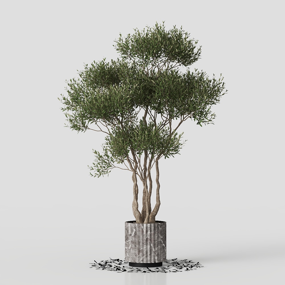 Green Plant Potted Plant