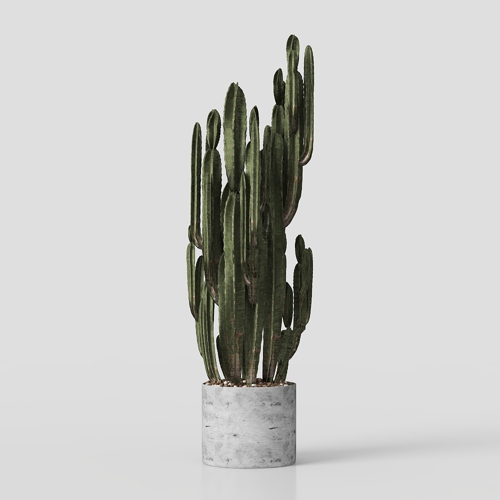 Pot de cactus