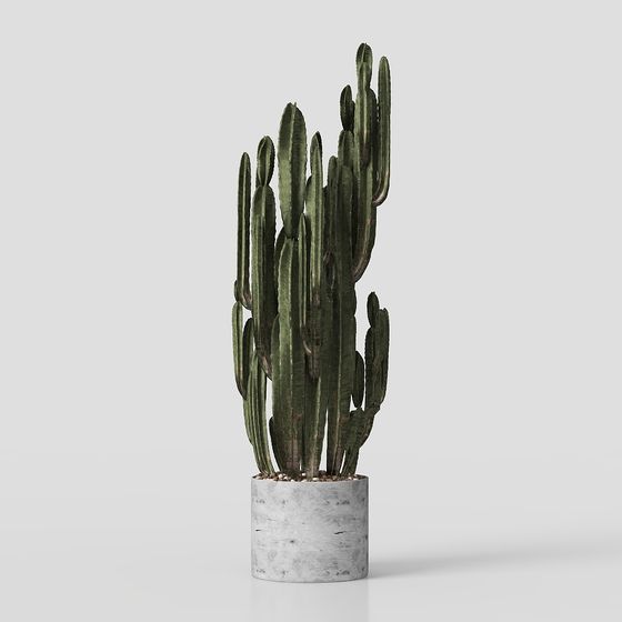 Vibrant Cactus 3D Model for Artistic Design