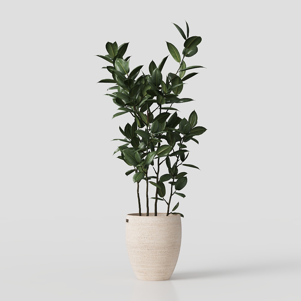 Potted plant