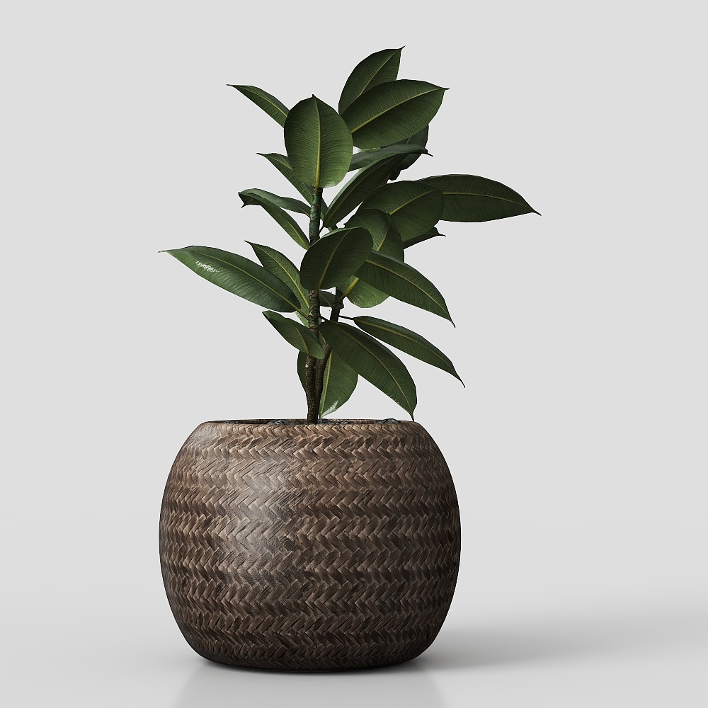 Potted plant