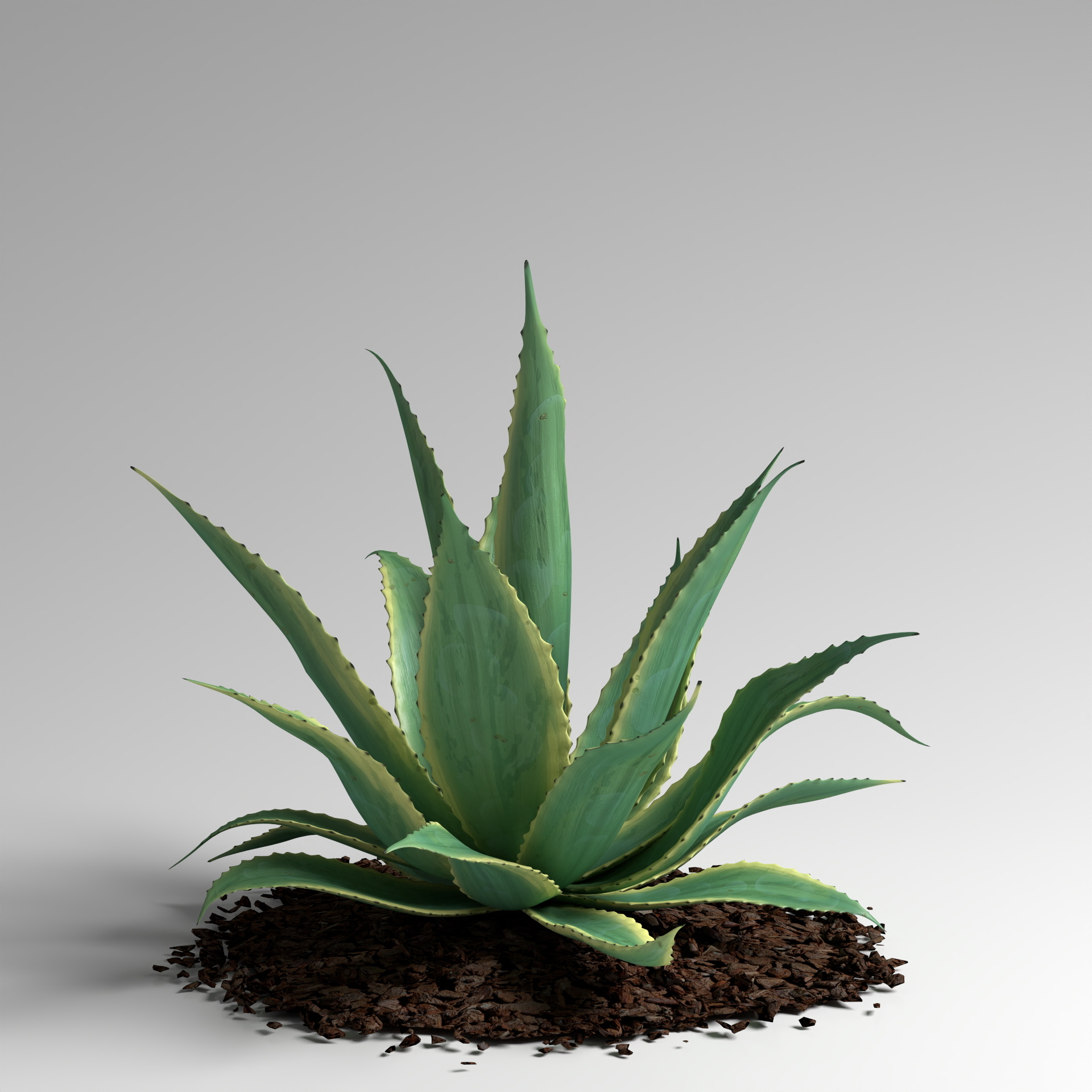 Aloe Vera