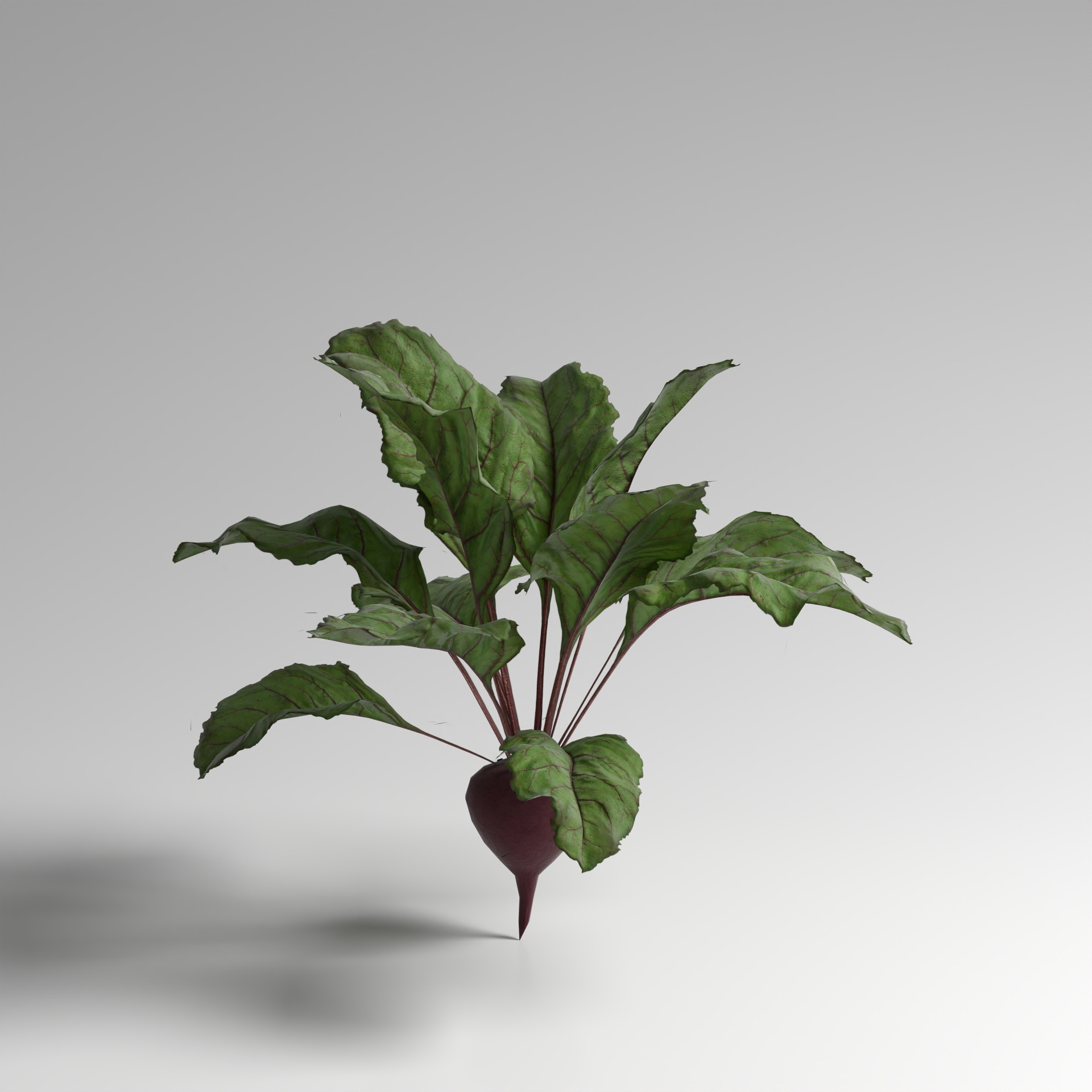 Red Carrot for Planting