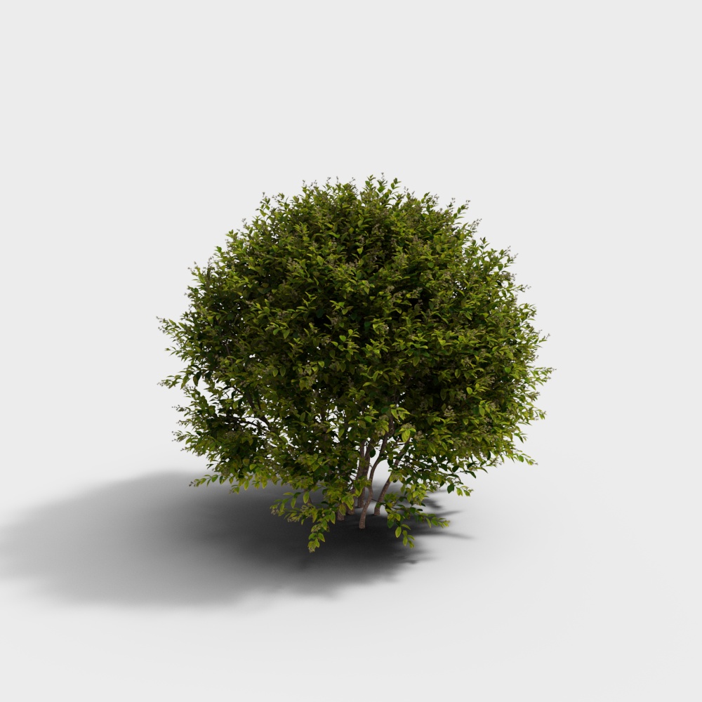 모던 금잎 층층나무 식물