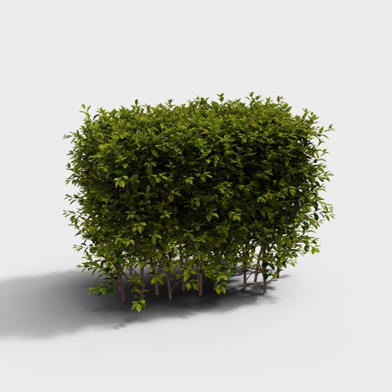 พืชไม้พุ่มใบทองรูปไข่สมัยใหม่