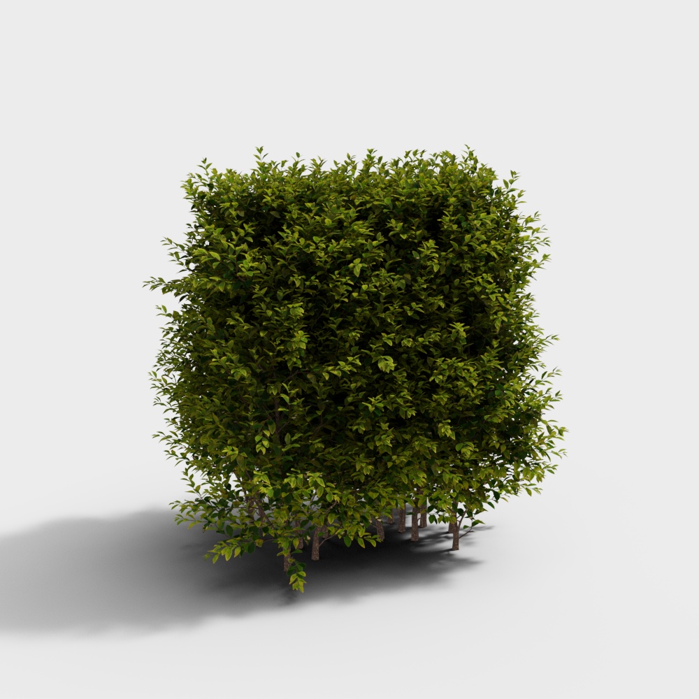 พุ่มไม้ใบทองโมเดิร์น