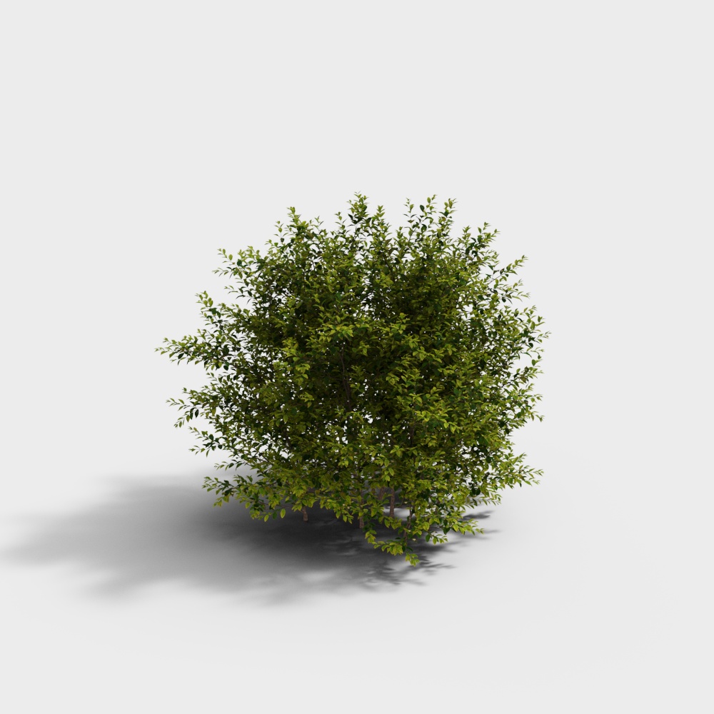 Modern Golden Leaf Privet Shrub Plant