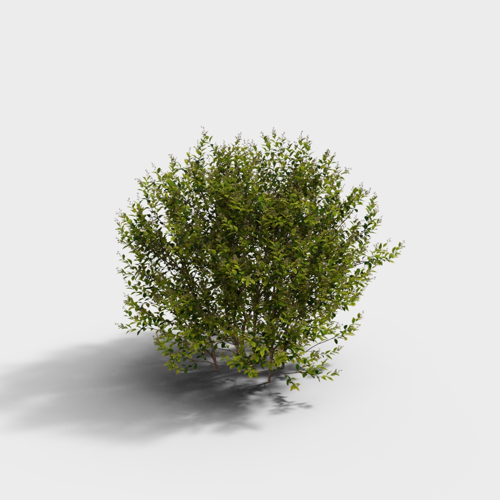 モダンゴールデンリーフのアジサイ植物