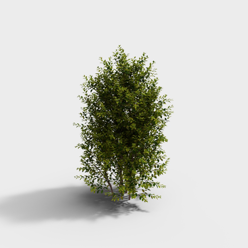 Pianta Arbustiva Privet con Foglie Dorate Moderna