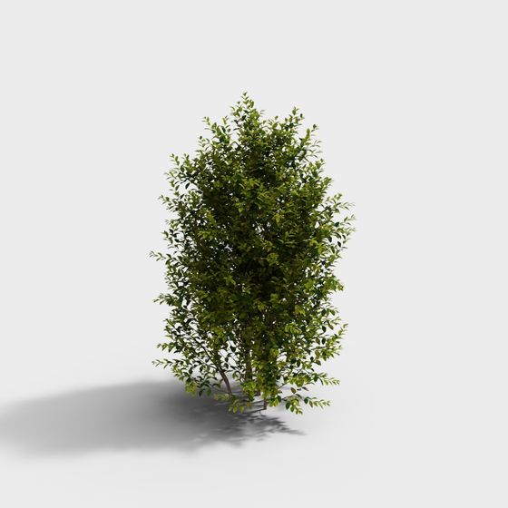 Plante d'Arbuste de Troène à Feuilles Dorées Moderne