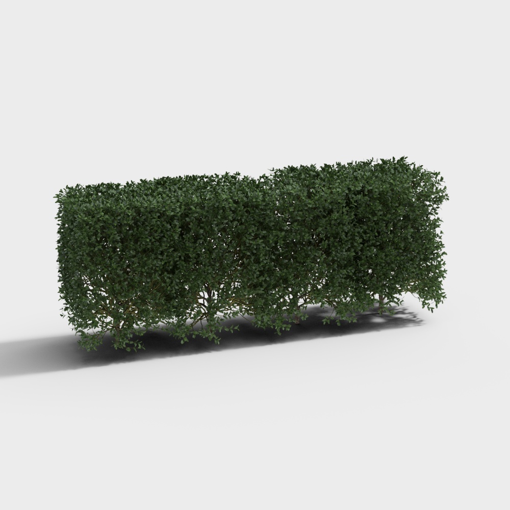 Boxwood Hedge