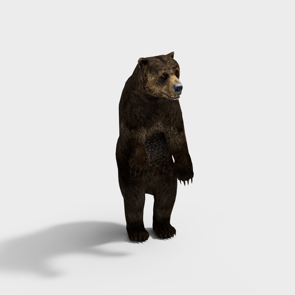 Wild Animal Bear