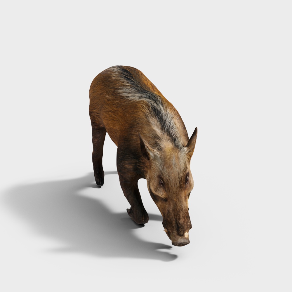 African Wild Boar
