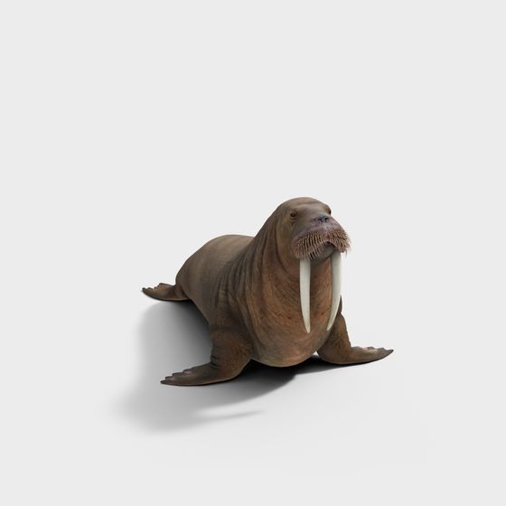 Majestic Walrus 3D Model for Arctic Scenes