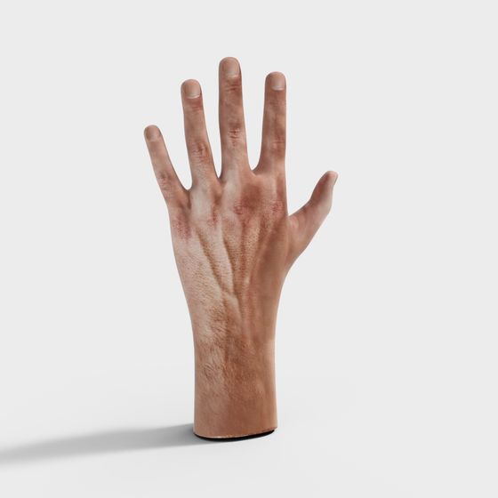 Realistic Human Palm 3D model