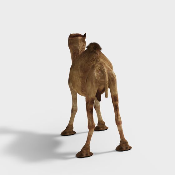 Realistic Low-Polygon Camel 3D model for Desert Scenes