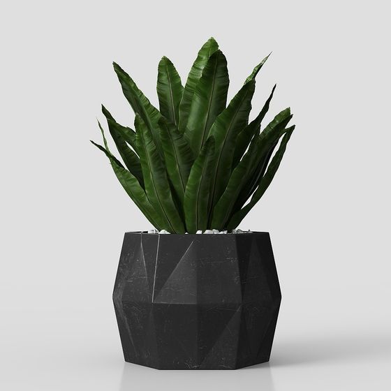 현대 화분 식물