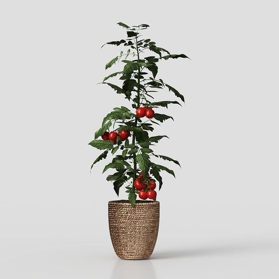 小さいトマトの植物