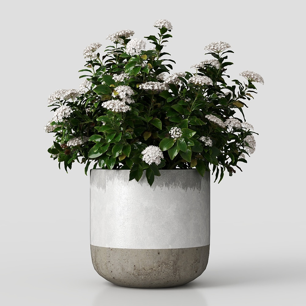 Современные цветы