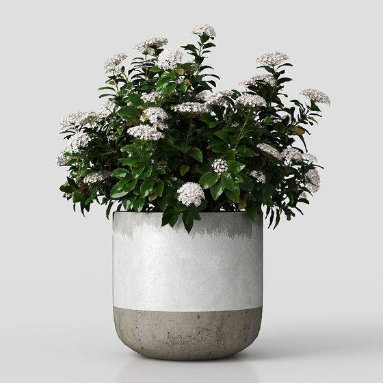 Современные цветы