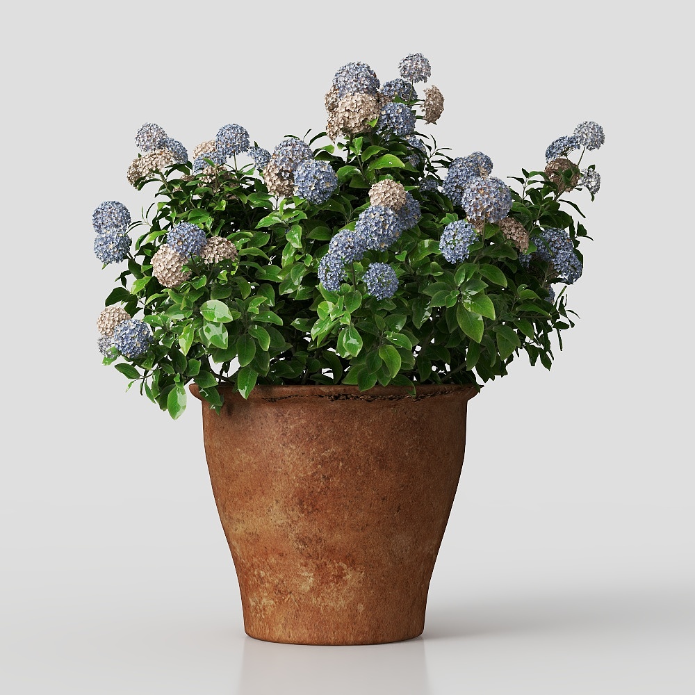 Modern Flowers