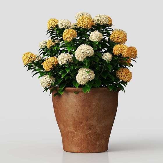 Hydrangea in Pot 3D model