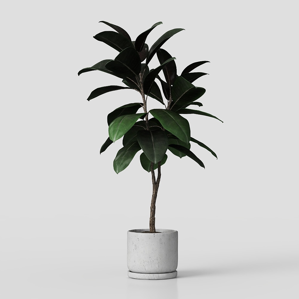 Potted Plant