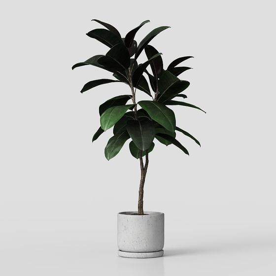 Vibrant Rubber Tree 3D model