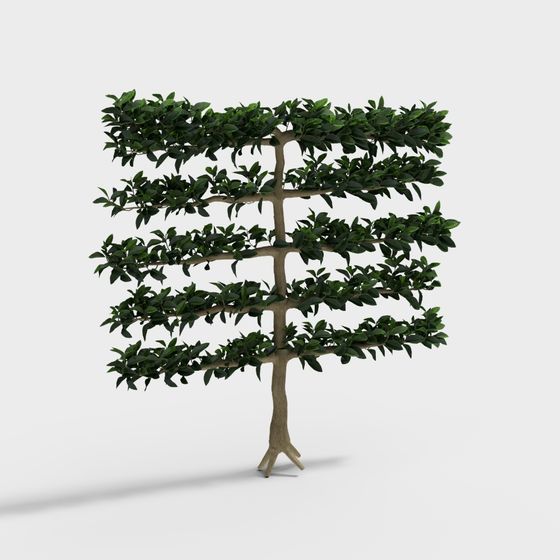 Ornamental Plant Tree