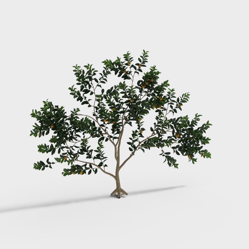 觀賞植物－造型樹