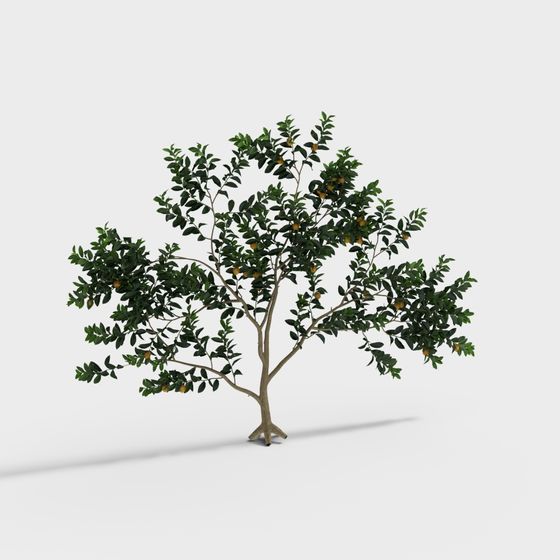 觀賞植物－造型樹