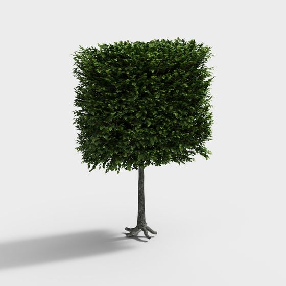 Ornamental Plant Sculpted Tree