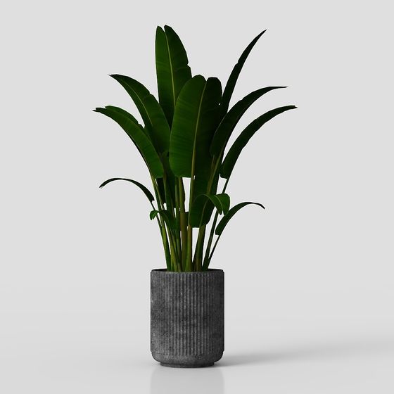 Tropical Banana Potted Plant 3D model