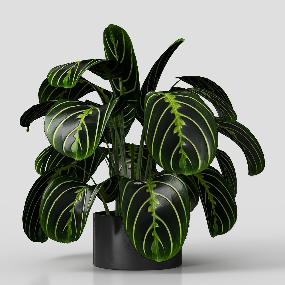 Plant
