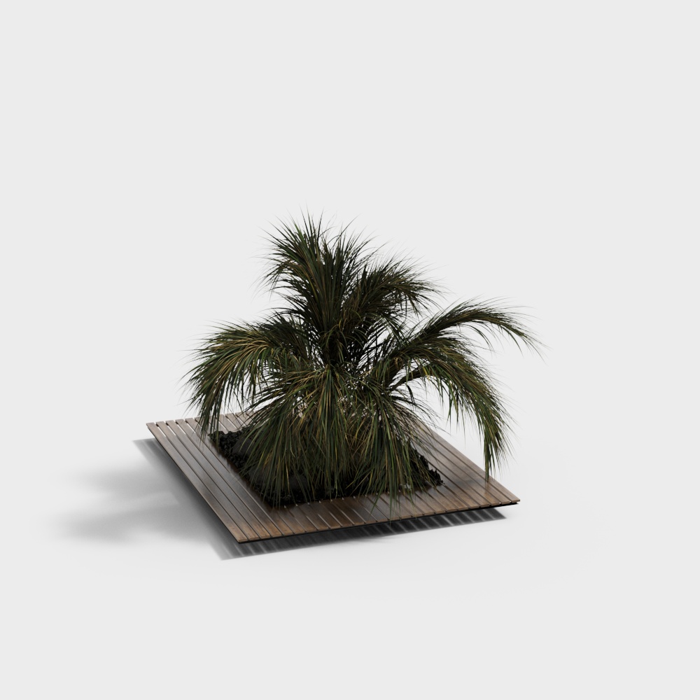 Palm Shrub