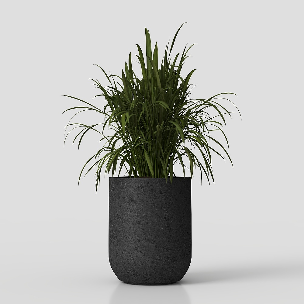 พืชในร่ม