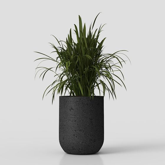 พืชในร่ม