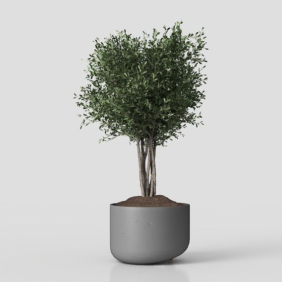 Indoor Potted Olive Tree 3D Model