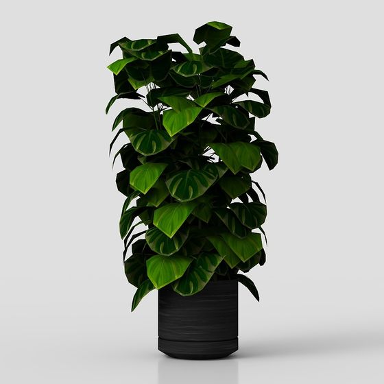Monstera Plant 3D Model for Designers and Developers