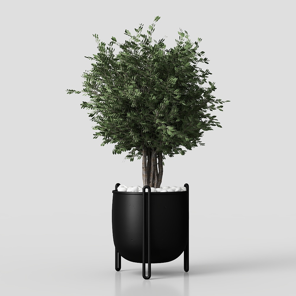 พืชในร่ม