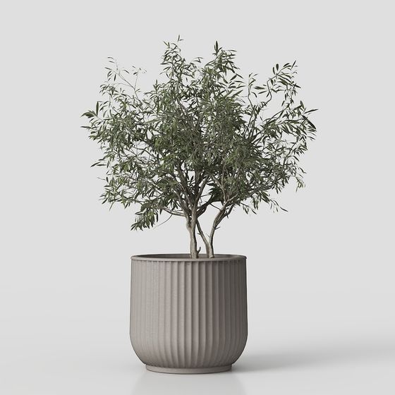 Charming Potted Olive Tree 3D Model
