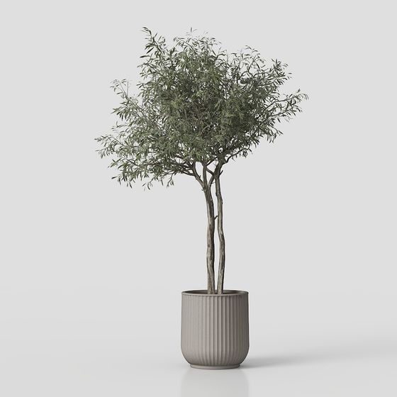 Indoor Potted Olive Tree 3D model