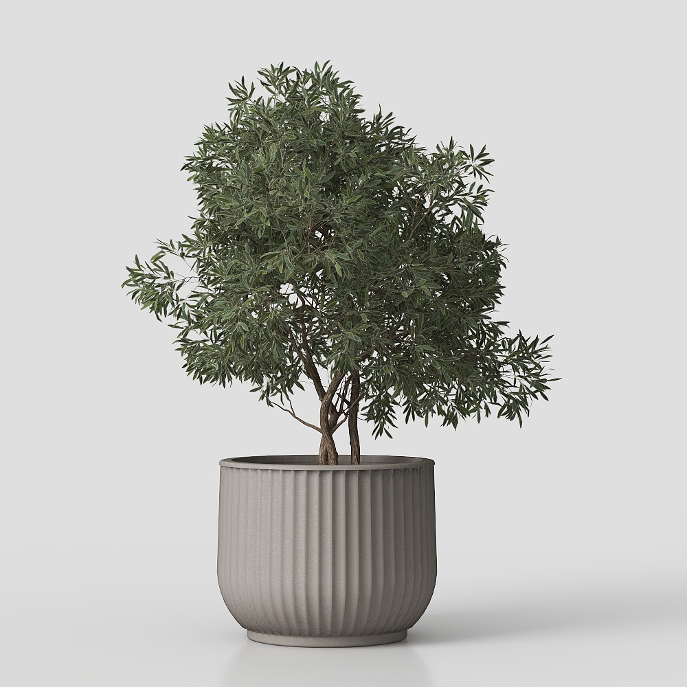 พืชในร่ม