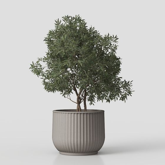 พืชในร่ม