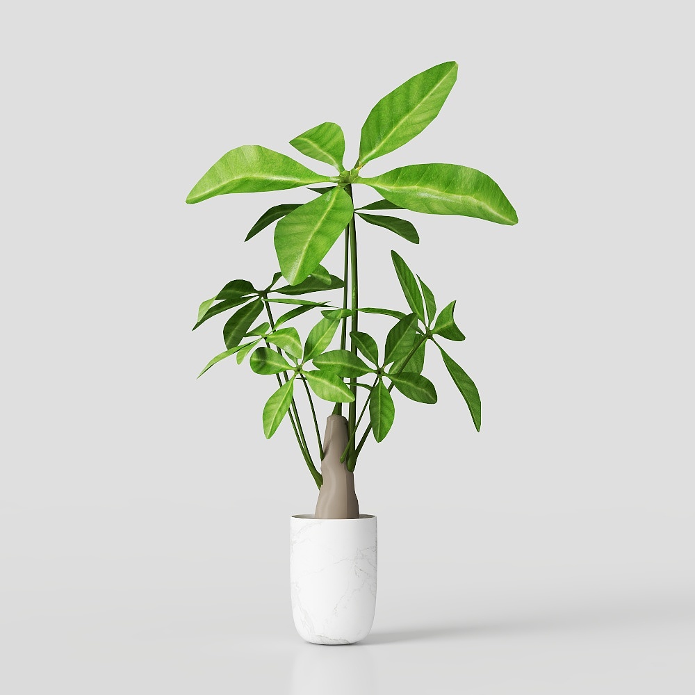 Potted Plant